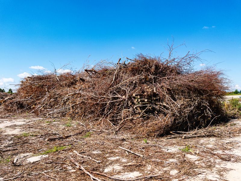 Autumn Yard Clearing