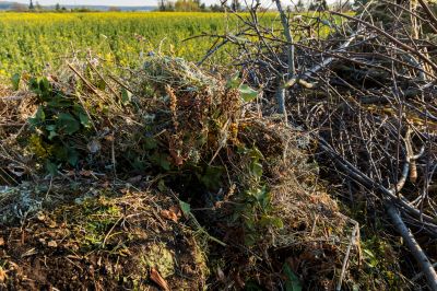 Proper Disposal Methods